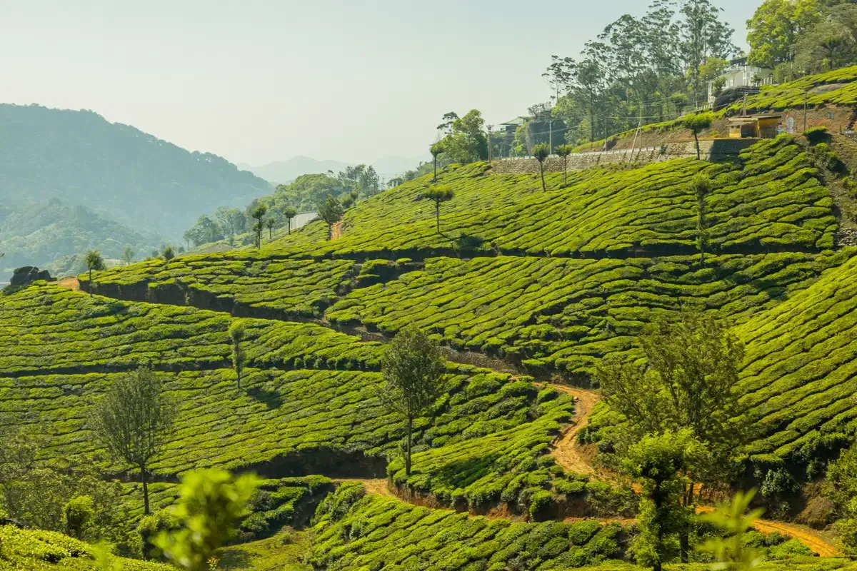 Visitor Guidelines - Munnar Forest Division Office