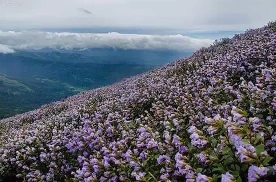 Neelakurinji Bloom - Munnar Forest Division Office